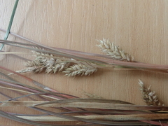 Carex pleiostachys