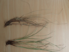 Carex pleiostachys