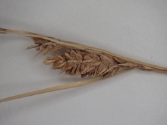 Carex litorosa