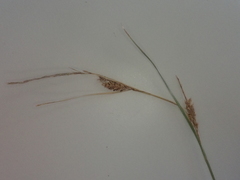 Carex litorosa