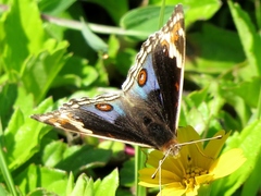 Junonia orithya minagara