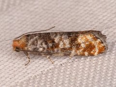 Retinia pallipennis