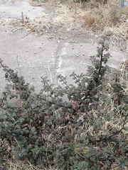 Angiospermae