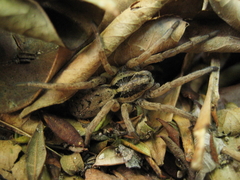 Hogna ferox