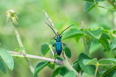 Chrysoprasis chalybea