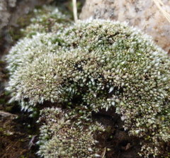 Bryum argenteum