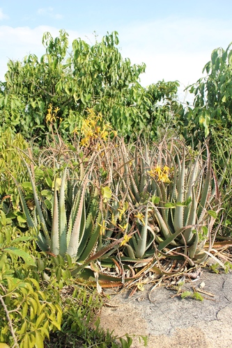 Aloe labworana