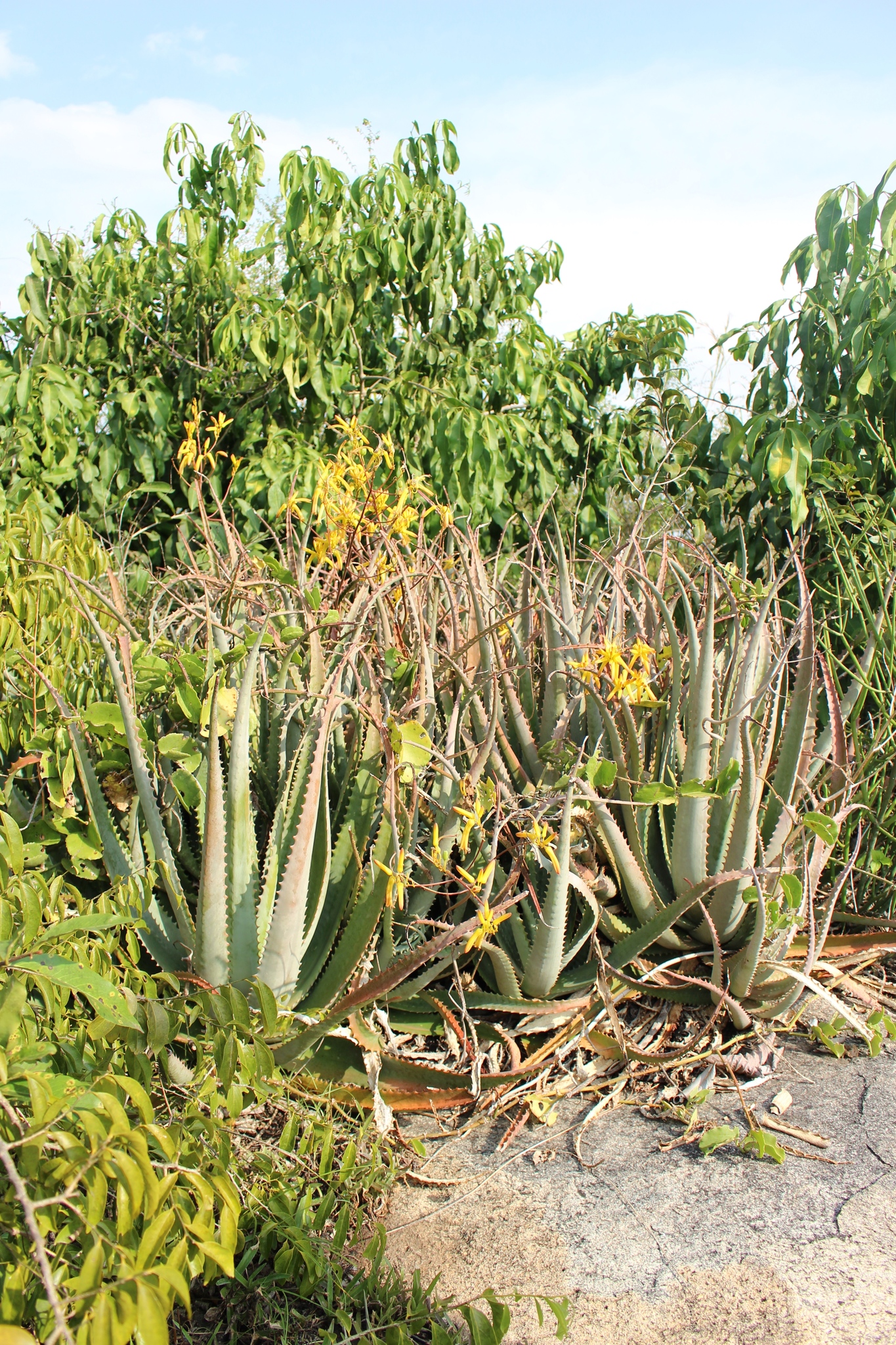 Aloe labworana