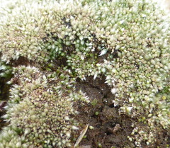 Bryum argenteum