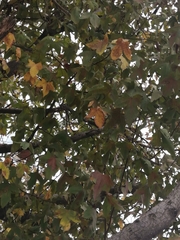 Liquidambar