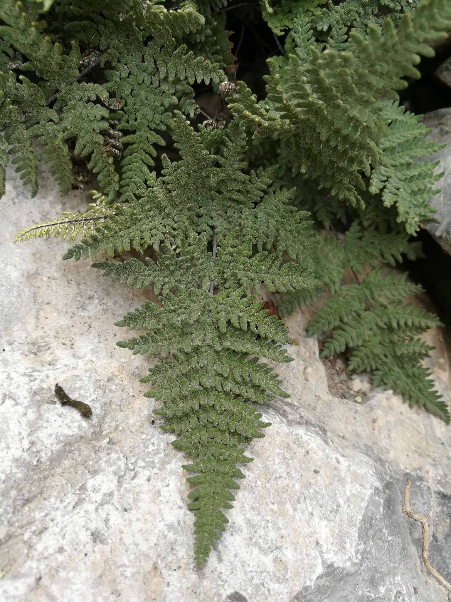 Notholaena neglecta