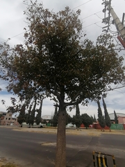 Liquidambar