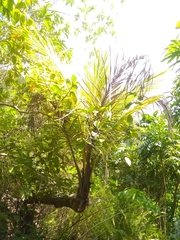 Calyptronoma rivalis