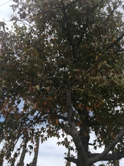 Liquidambar