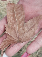 Liquidambar