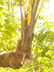 Calyptronoma rivalis