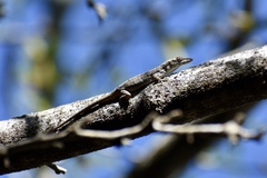 Anolis angusticeps