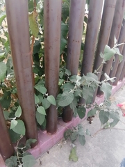 Buddleja