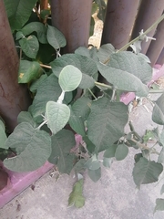 Buddleja