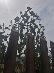 Buddleja