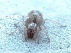 Porrhoclubiona leucaspis