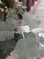 Buddleja