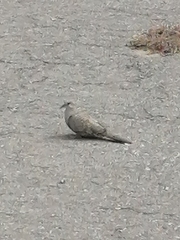 Columbina inca