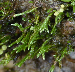 Anomobryum filiforme