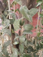 Ligustrum lucidum