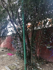 Ligustrum lucidum