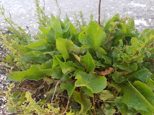 Beta vulgaris