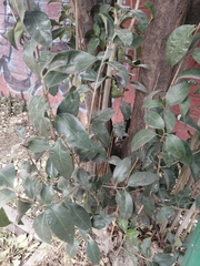 Ligustrum lucidum