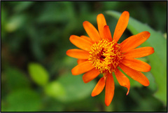 Pseudogynoxys benthamii