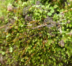 Fissidens androgynus