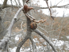 Andricus infectorius