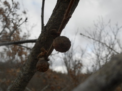 Andricus infectorius