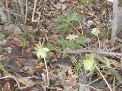 Helleborus viridis viridis