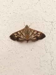 Arthromastix lauralis