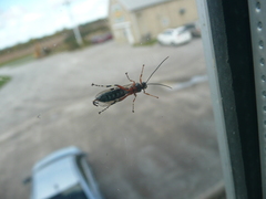 Itoplectis