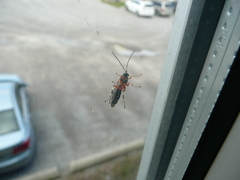 Itoplectis