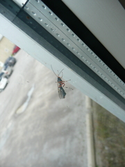Itoplectis