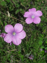 Linum viscosum
