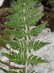 Notholaena galeottii