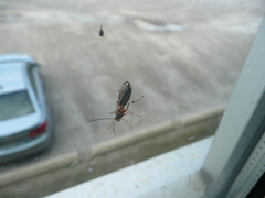 Itoplectis