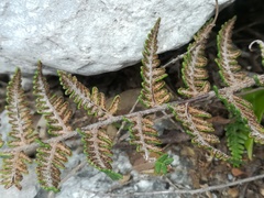 Notholaena galeottii