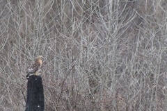 Buteo lineatus lineatus