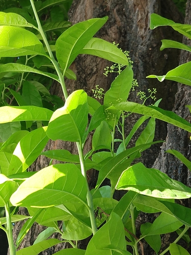 Image of Ehretia tinifolia by (c) Francisco Emilio Roldán Velasco, some rights reserved (CC BY)
