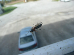 Itoplectis