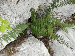 Notholaena galeottii