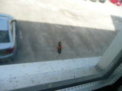 Itoplectis